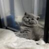 British Shorthair Blue Female