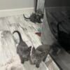 Russian Blue Kittens Litter 3