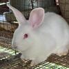 New Zealand Red-Eyed White Baby Rabbits