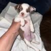 MALE chocolate & white chihuahua pup (spots)if listed, he is still available