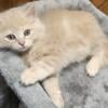 Adorable Munchkin/Ragdoll Babies Available