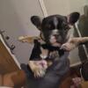 French Bulldog Puppies!! Ready NOW!! Plenty of Character