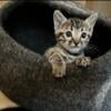 Female silver Bengal kitten