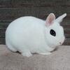 Dwarf Hotot Rabbit