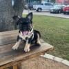 Fluffy Black and Tan Male French Bulldog