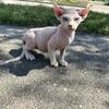 Sphynx Elf Boy