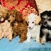 Adorable Tiny Toy Poodles