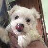 Purebred male Maltese ready for forever home