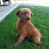 Akc reg. Poodle male 