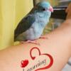 Parrotlet Beautiful Baby Female