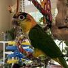 White bellied caique