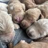 Goldendoodles- Ready in June!