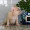 French bulldog female