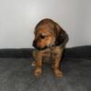 Australian Shepherd/Golden Retriever & Terrier/Doodle Mix