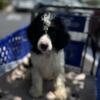 Poodle pup 11 weeks old black & white parti color