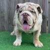 AKC English Bulldog puppies