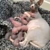 Sphynx kittens beautiful colors