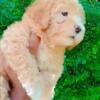 Female Puppy Shihpoo