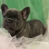 French Bulldog puppy Ready to be rehomed