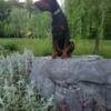 European Doberman Pinscher Stud