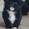 Shihtzu Pomeranian MALE Puppies