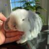 Pedigree Holland lop bunnies