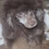 toy poodle boy-brown phantom