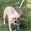 AKC LILAC FAWN SABLE MERLE ADULT FEMALE