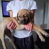 Mastiff-XL Bully (female)