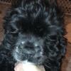 Cocker puppy /akc 