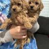 Two Female Teacup Goldendoodle Puppies