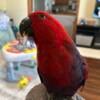 Vosmari Female Eclectus