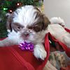 Shih Tzu , AKC registered purebred, liver, chocolate, red,