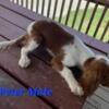 2 - Cavalier King Charles Spaniel Males