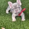 Lilac and Tan Male French Bulldog (SOLD)