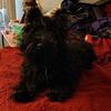 7 month old Scottish terrier puppy male AKC registered