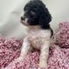 Dark Brown Female AKC Standard Poodle - Pink