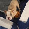Female Olde english bulldogge