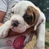 Olde english Bulldogge puppies ready for new homes