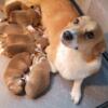 Pembroke Welsh Corgi puppies AKC registered genetic tested