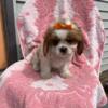 Shihtzu mix puppies!