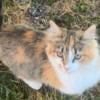 Beautiful Calico Kitty