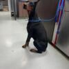 AKC/FCI Doberman female 