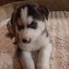 Siberian Husky