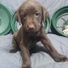Chocolate Labrador Puppies - AKC Registered