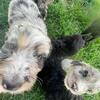 Aussiedoodle Puppies (UTD SHOTS)