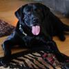 Stud Service AKC Labrador Retriever OFA Certified & DNA Tested