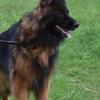 Long coat German Shepherd 