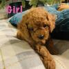 Cavapoo Puppies