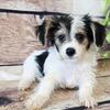 Health Certified Morkie Puppies!